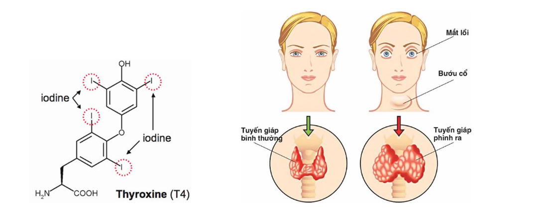 Vở ghi Bài 3-4- Sinh 10 - Kết nối